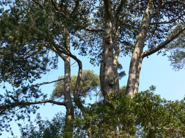 Bois des Moutiers (98) mars 2012